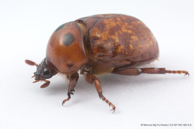 Parastasia marmorata•&copy; Marcus Ng Fu Chuan•CC BY-NC-ND 4.0