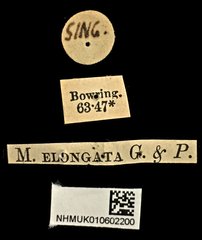 Pleuronota elongata•All Rights ReservedMuseum Label