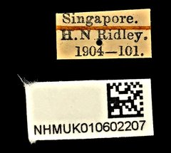 Protaetia (Miksicus) acuminata•All Rights ReservedMuseum Label
