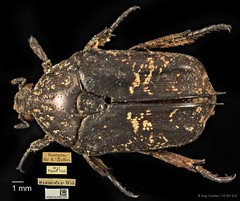Protaetia (Miksicus) acuminata•&copy; Ang Yuchen•CC BY 4.0