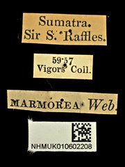 Protaetia (Miksicus) acuminata•All Rights ReservedMuseum Label