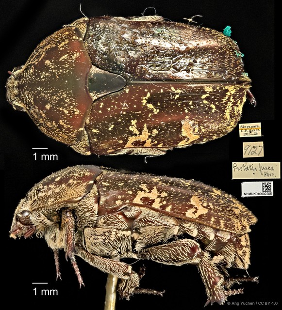 Protaetia (Protaetia) fusca•&copy; Ang Yuchen•CC BY 4.0