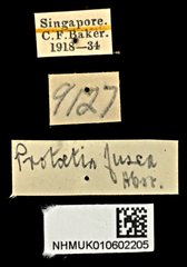 Protaetia (Protaetia) fusca•All Rights ReservedMuseum Label