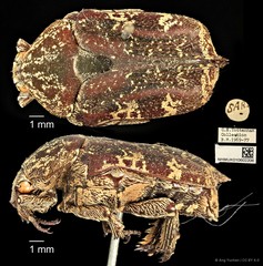 Protaetia (Protaetia) fusca•&copy; Ang Yuchen•CC BY 4.0