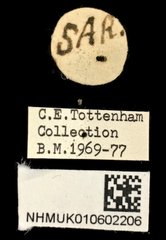 Protaetia (Protaetia) fusca•All Rights ReservedMuseum Label