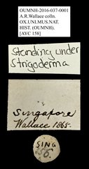Strigoderma sp. "AYC 158"•All Rights ReservedMuseum Label