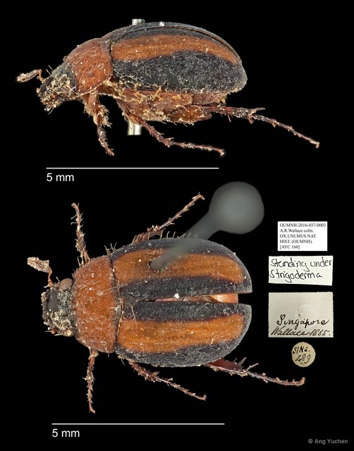 Strigoderma sp. "AYC 160"•&copy; Ang Yuchen•All Rights Reserved