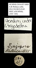 Strigoderma sp. "AYC 160"•All Rights ReservedMuseum Label