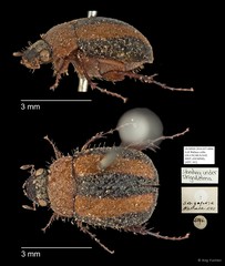 Strigoderma sp. "AYC 161"•&copy; Ang Yuchen•All Rights Reserved