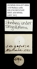 Strigoderma sp. "AYC 161"•All Rights ReservedMuseum Label