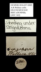 Strigoderma sp. "AYC 162"•All Rights ReservedMuseum Label