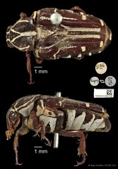 Taeniodera monacha modesta•&copy; Ang Yuchen•CC BY 4.0