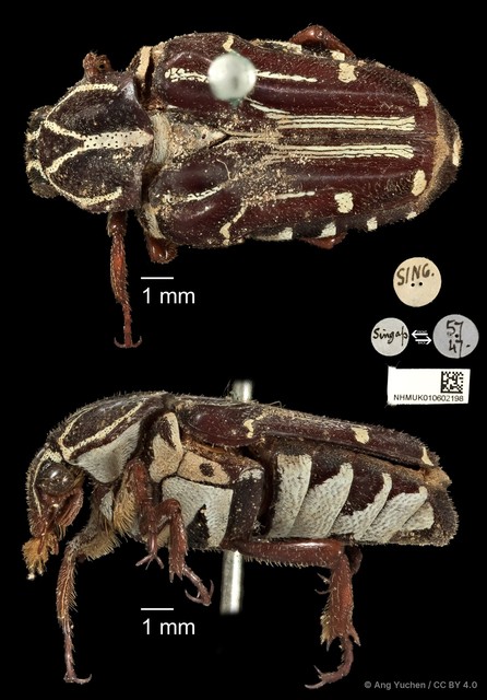 Taeniodera monacha modesta•&copy; Ang Yuchen•CC BY 4.0