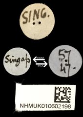 Taeniodera monacha modesta•All Rights ReservedMuseum Label