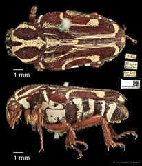 Taeniodera monacha modesta•&copy; Ang Yuchen•CC BY 4.0