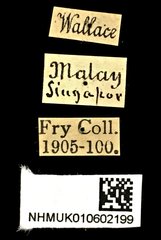 Taeniodera monacha modesta•All Rights ReservedMuseum Label