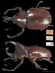 Xylotrupes gideon•&copy; Ang Yuchen•CC BY 4.0