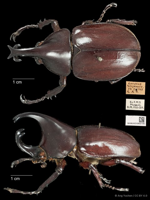 Xylotrupes gideon•&copy; Ang Yuchen•CC BY 4.0