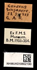 Xylotrupes gideon•All Rights ReservedMuseum Label