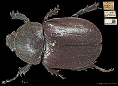 Xylotrupes gideon•&copy; Ang Yuchen•CC BY 4.0