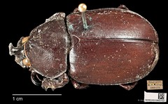 Xylotrupes gideon•&copy; Ang Yuchen•CC BY 4.0