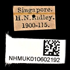 Xylotrupes gideon•All Rights ReservedMuseum Label