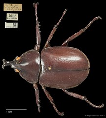 Xylotrupes gideon•&copy; Ang Yuchen•CC BY 4.0