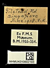 Xylotrupes gideon•All Rights ReservedMuseum Label