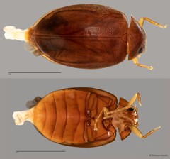 Scirtes sp. "ZRCBDP0055792"