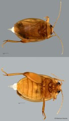 Scirtes sp. "ZRCBDP0063737"
