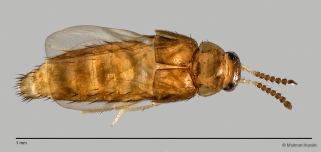 Staphylinidae sp. "cf. Adelarthra ZRCBDP0059654"•&copy; Maimon Hussin•All Rights Reserved