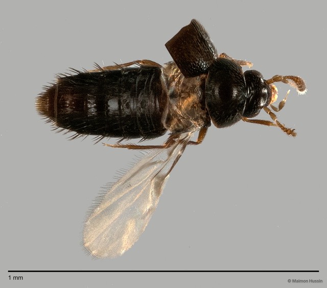 Staphylinidae sp. "cf. Adelarthra ZRCBDP0060577"•&copy; Maimon Hussin•All Rights Reserved