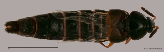 Staphylinidae sp. "cf. Aleochara ZRCBDP0060092"•&copy; Maimon Hussin•All Rights Reserved