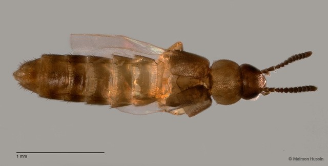 Staphylinidae sp. "cf. Athetini ZRCBDP0058855"•&copy; Maimon Hussin•All Rights Reserved