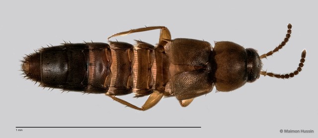 Staphylinidae sp. "cf. Athetini ZRCBDP0059592"•&copy; Maimon Hussin•All Rights Reserved