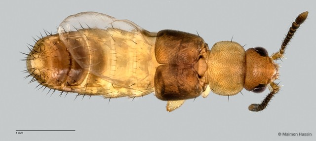 Staphylinidae sp. "cf. Athetini ZRCBDP0059642"•&copy; Maimon Hussin•All Rights Reserved