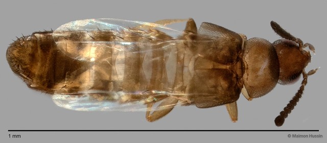 Staphylinidae sp. "cf. Athetini ZRCBDP0060011"•&copy; Maimon Hussin•All Rights Reserved