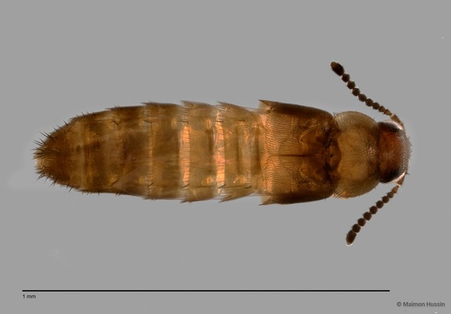 Staphylinidae sp. "cf. Athetini ZRCBDP0060015"•&copy; Maimon Hussin•All Rights Reserved