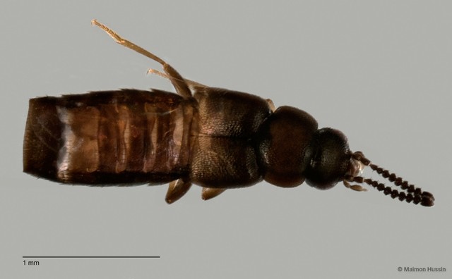 Staphylinidae sp. "cf. Athetini ZRCBDP0060051"•&copy; Maimon Hussin•All Rights Reserved