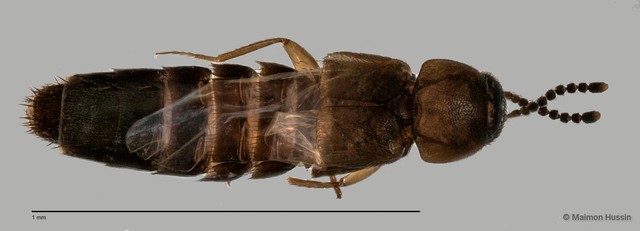 Staphylinidae sp. "cf. Athetini ZRCBDP0060077"•&copy; Maimon Hussin•All Rights Reserved