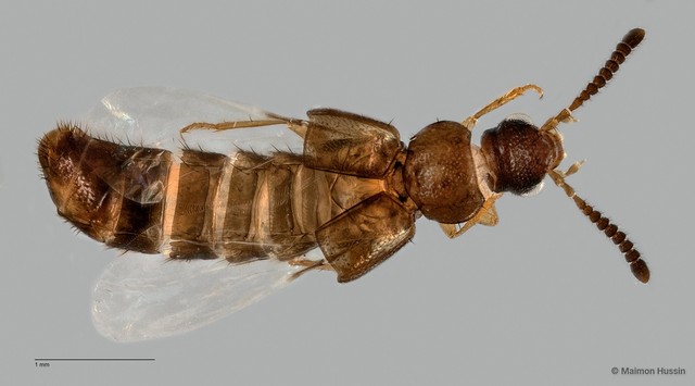 Staphylinidae sp. "cf. Athetini ZRCBDP0060081"•&copy; Maimon Hussin•All Rights Reserved