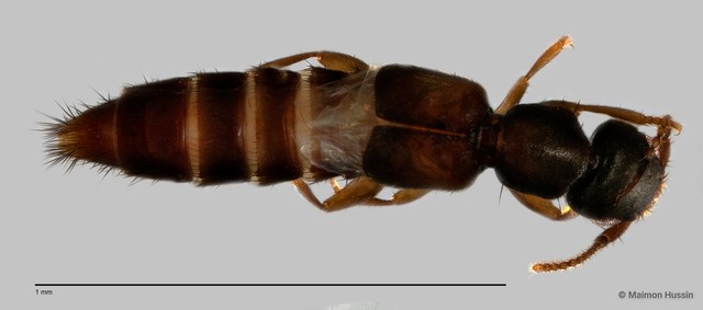 Staphylinidae sp. "cf. Borboropora ZRCBDP0060579"•&copy; Maimon Hussin•All Rights Reserved