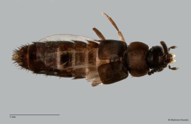 Staphylinidae sp. "cf. Gyrophaena ZRCBDP0058854"•&copy; Maimon Hussin•All Rights Reserved