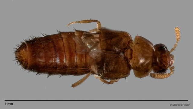 Staphylinidae sp. "cf. Gyrophaena ZRCBDP0058888"•&copy; Maimon Hussin•All Rights Reserved