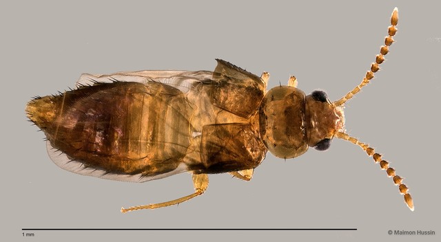 Staphylinidae sp. "cf. Gyrophaena ZRCBDP0059606"•&copy; Maimon Hussin•All Rights Reserved