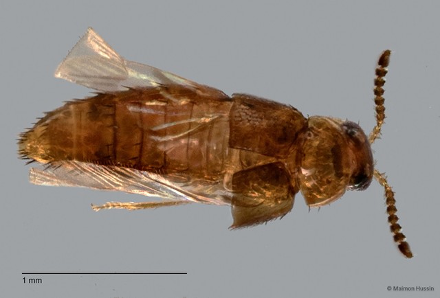 Staphylinidae sp. "cf. Gyrophaena ZRCBDP0060518"•&copy; Maimon Hussin•All Rights Reserved