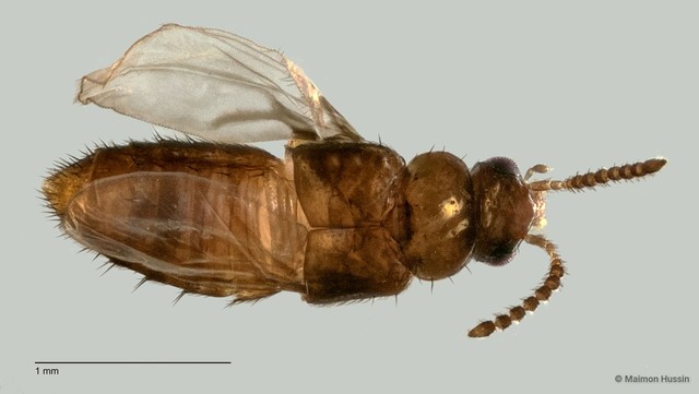 Staphylinidae sp. "cf. Gyrophaena ZRCBDP0060547"•&copy; Maimon Hussin•All Rights Reserved