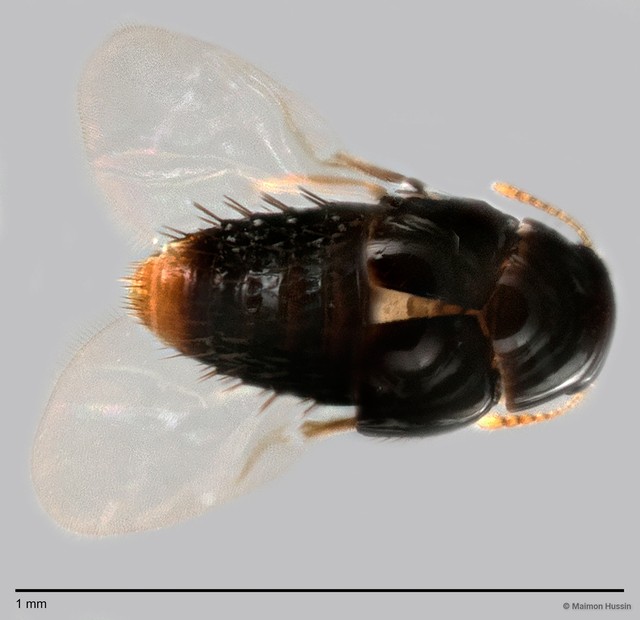 Staphylinidae sp. "cf. Homalotini/Gyrophaenina ZRCBDP0060062"•&copy; Maimon Hussin•All Rights Reserved