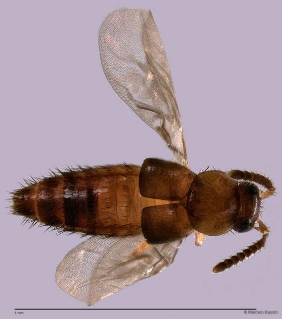 Staphylinidae sp. "cf. Homalotini ZRCBDP0060096"•&copy; Maimon Hussin•All Rights Reserved