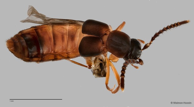 Staphylinidae sp. "cf. Lomechusini ZRCBDP0058844"•&copy; Maimon Hussin•All Rights Reserved